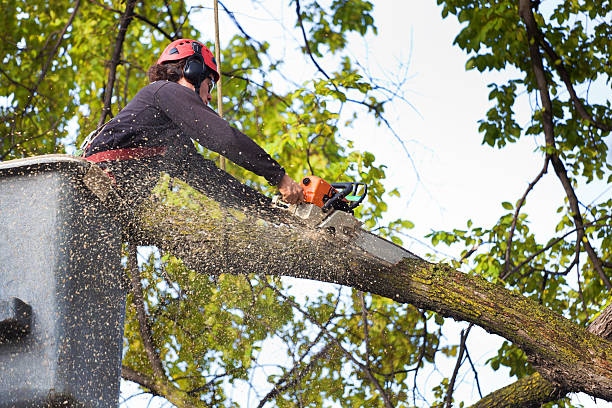 Best Emergency Storm Tree Removal  in Pinehurst, TX